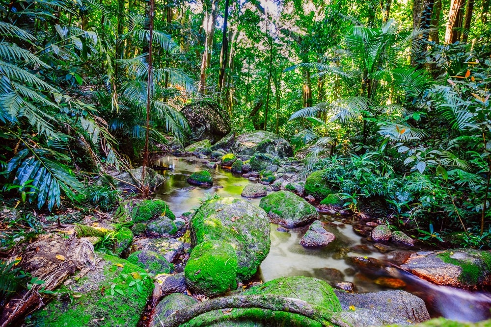 Mijn eerste Salties in Cairns & Cape Tribulation