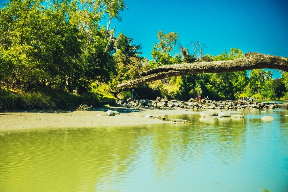 krokodillen kakadu