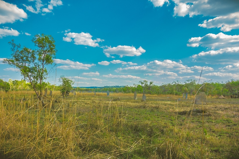 yellow kakadu roadtrip Litchfield Kakadu National Park en Katherine Nitmiluk