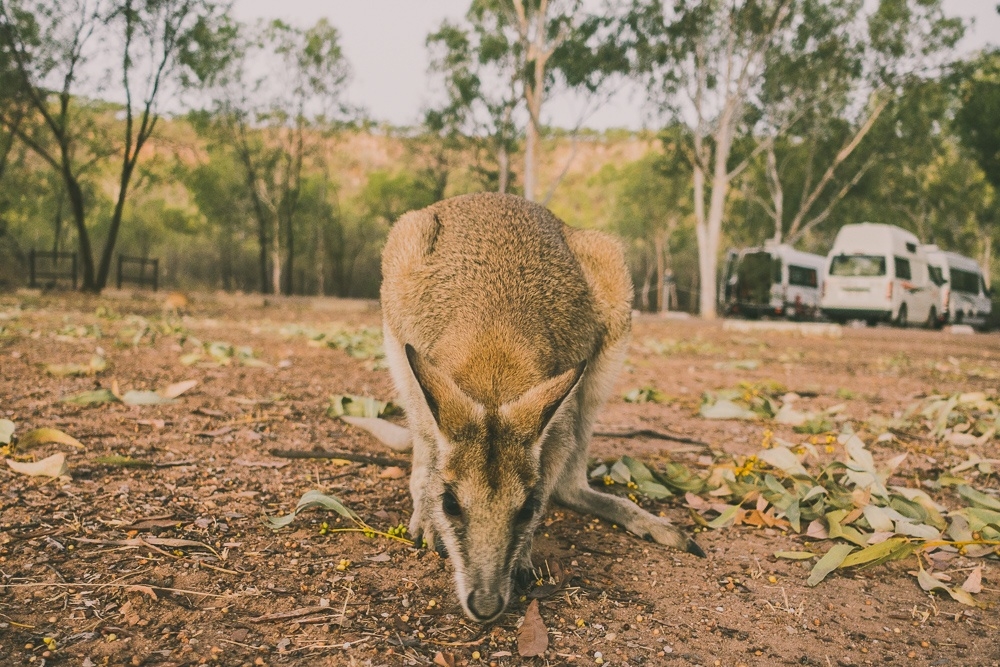 kangaroo australie