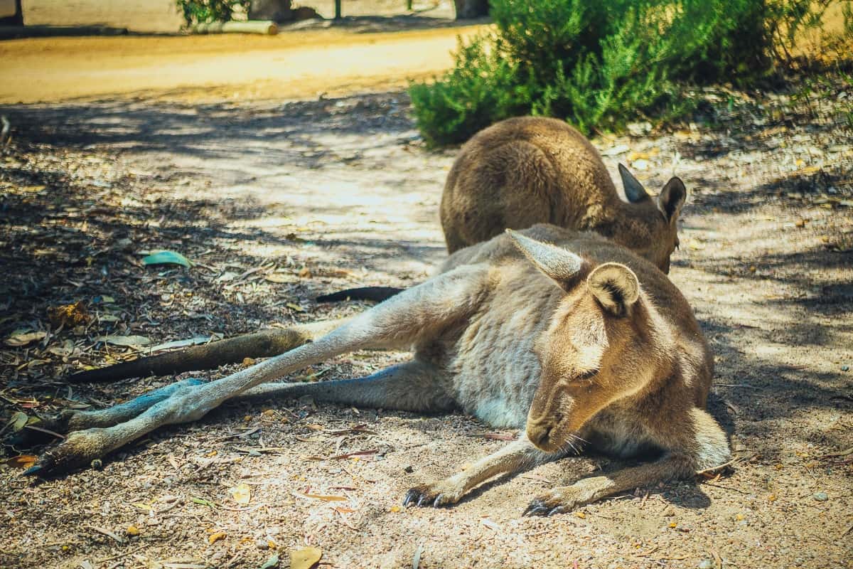 Wat kunnen wij nog leren van Australië?