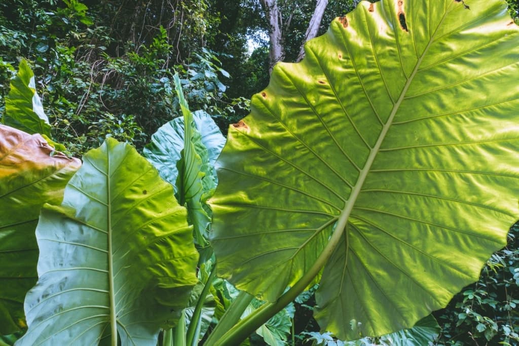 beste thaise eilanden
