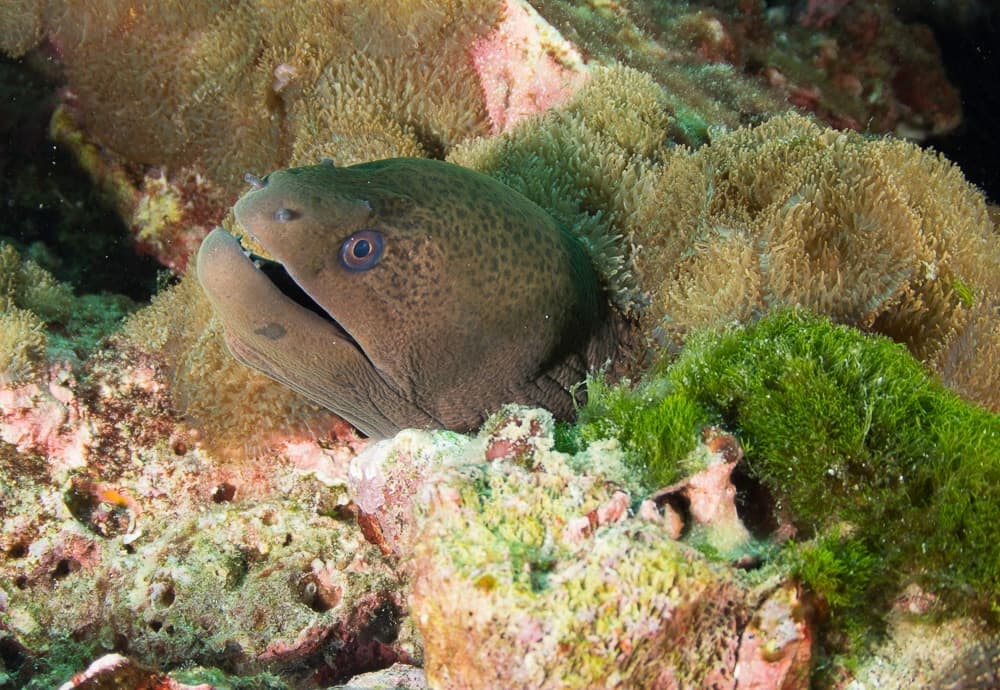 vissen spotten duiken