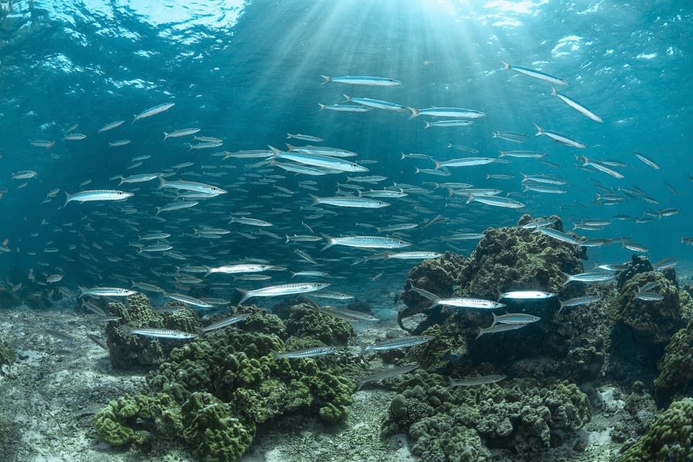 Vissen spotten duiken in thailand