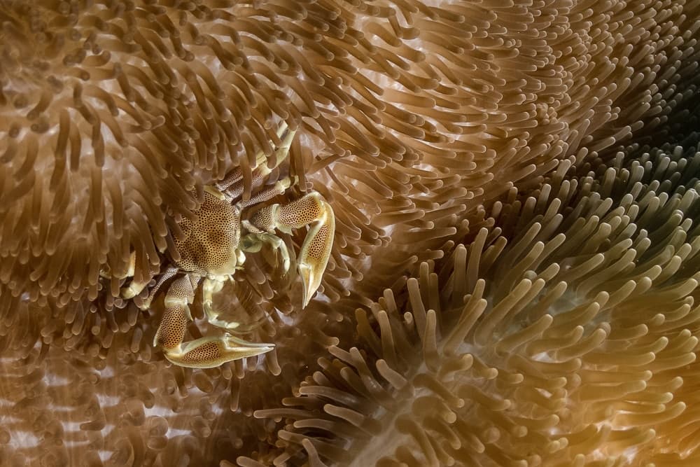 beste duikspots van thailand