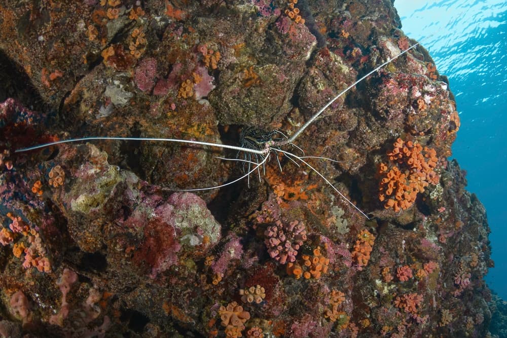 waar duiken in thailand