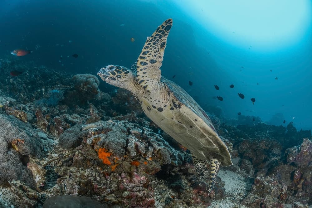 waar zijn de beste duik locaties in thailand