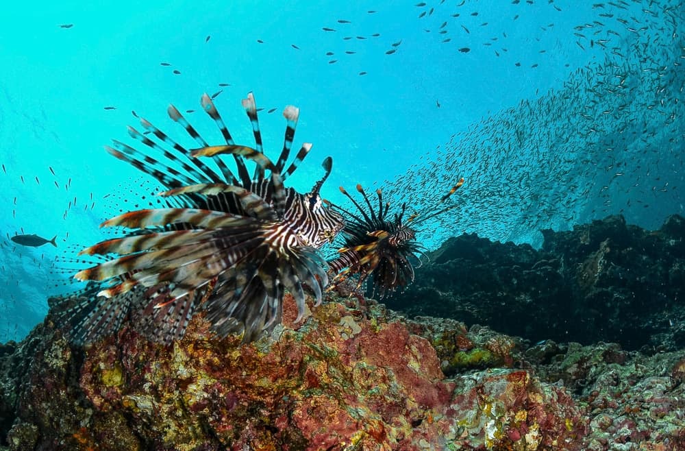 duiken in thailand