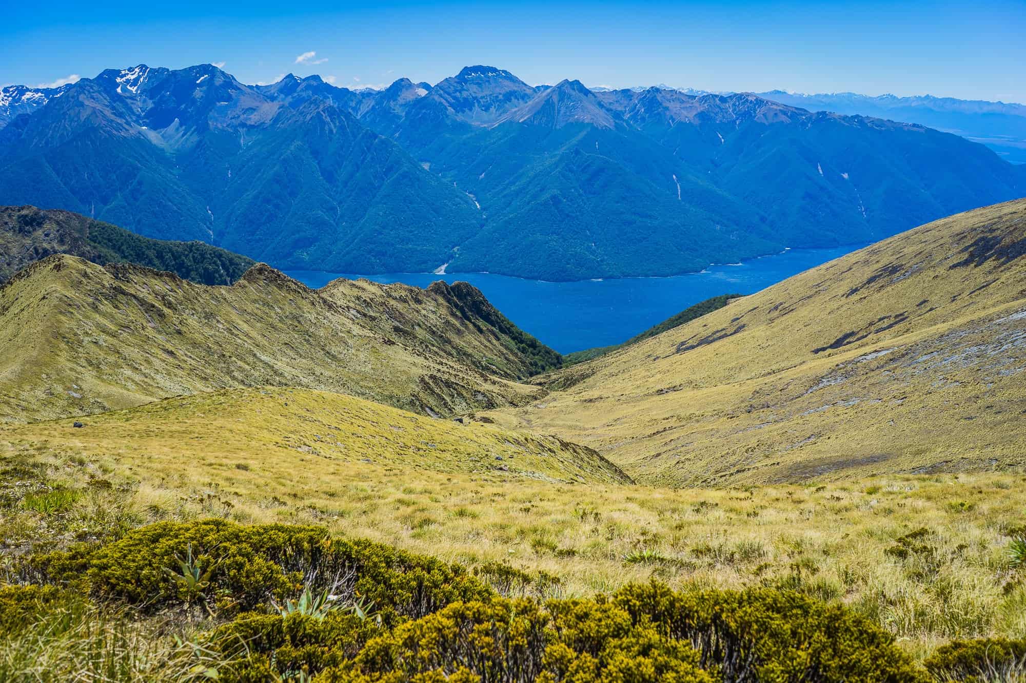 Een helder landschap met glooiende grasheuvels richting een diepblauw meer, met beboste bergen op de achtergrond onder een strakblauwe hemel. In de verte rijzen besneeuwde toppen op - het perfecte decor voor een trektocht in Nieuw-Zeeland.