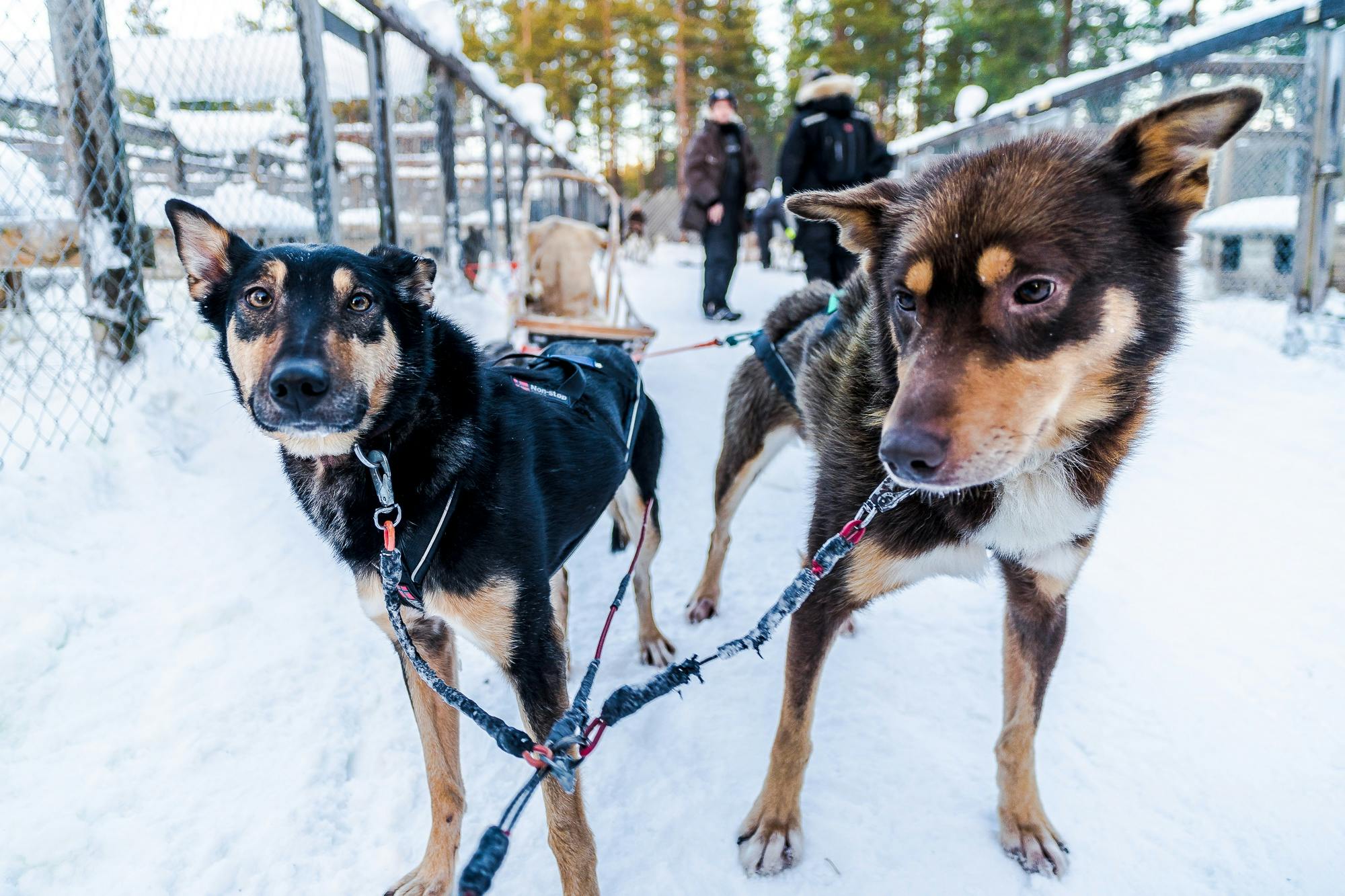 Achter een troepje energieke huskies bengelen op een hondenslee in Lapland