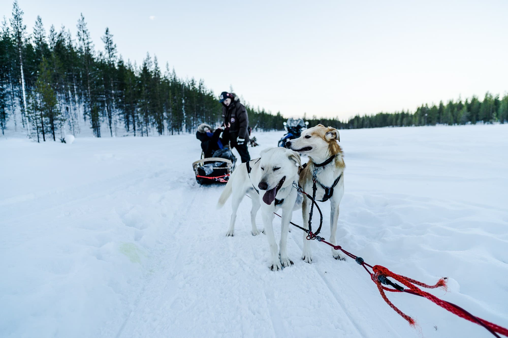 hondenslee finland