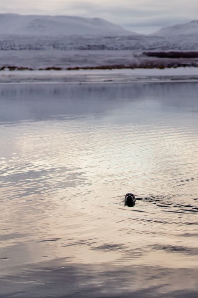 Zeehond IJsland