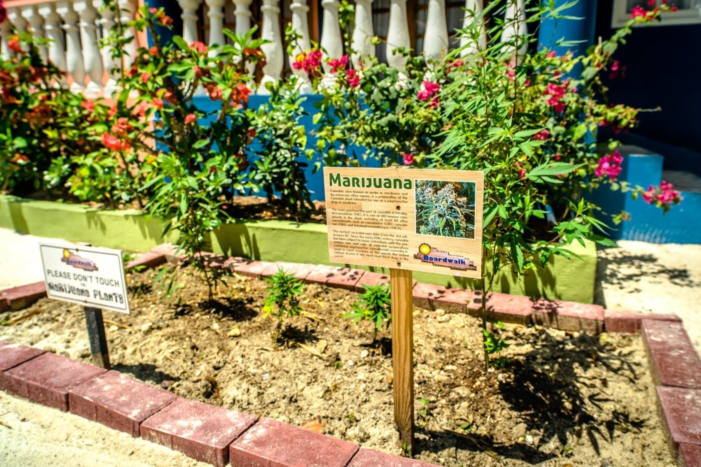 marijuana jamaica