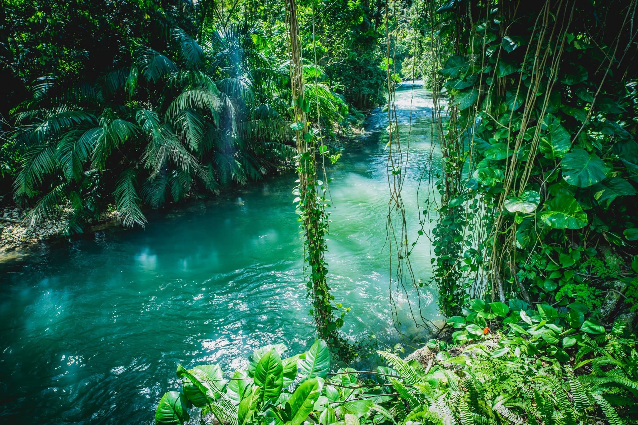 natuur jamaica