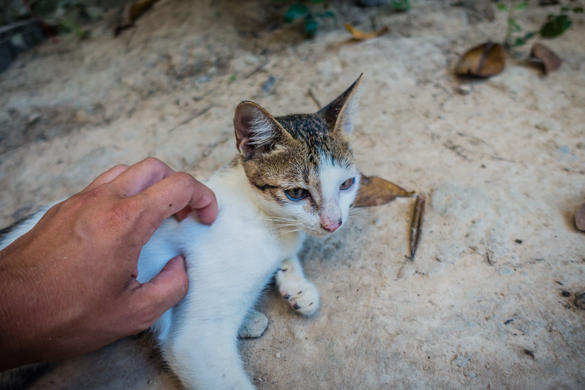 beste eiland van cambodja