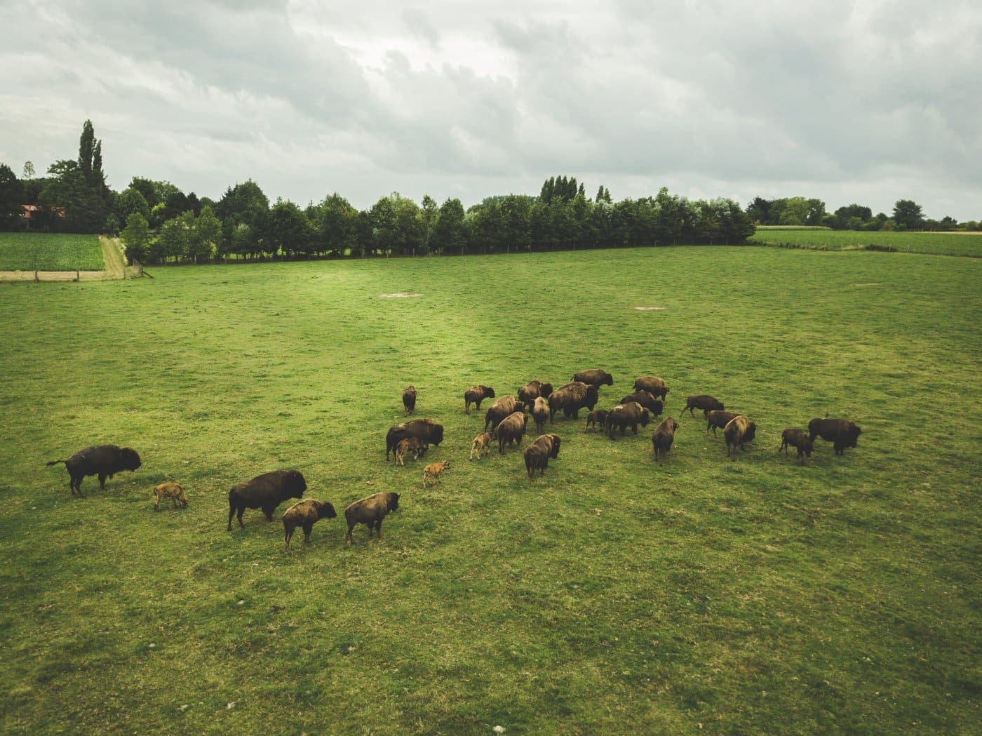 bizons vlaamse ardennen