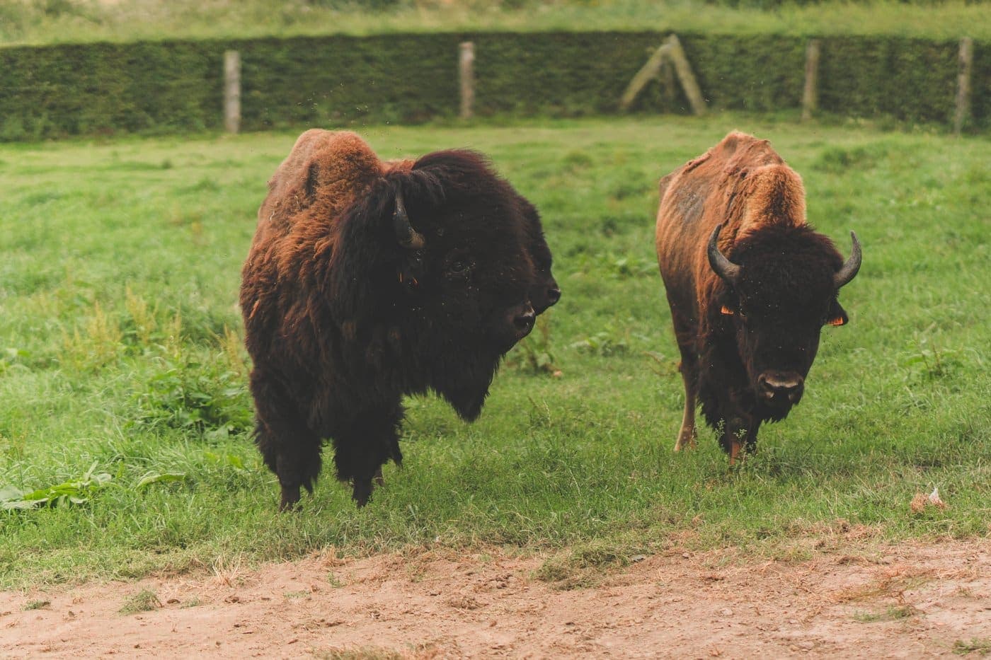 bizons ardennen