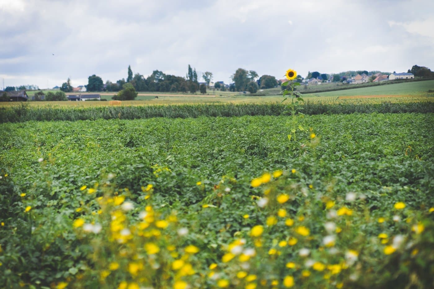 Wandelnetwerken vlaanderen