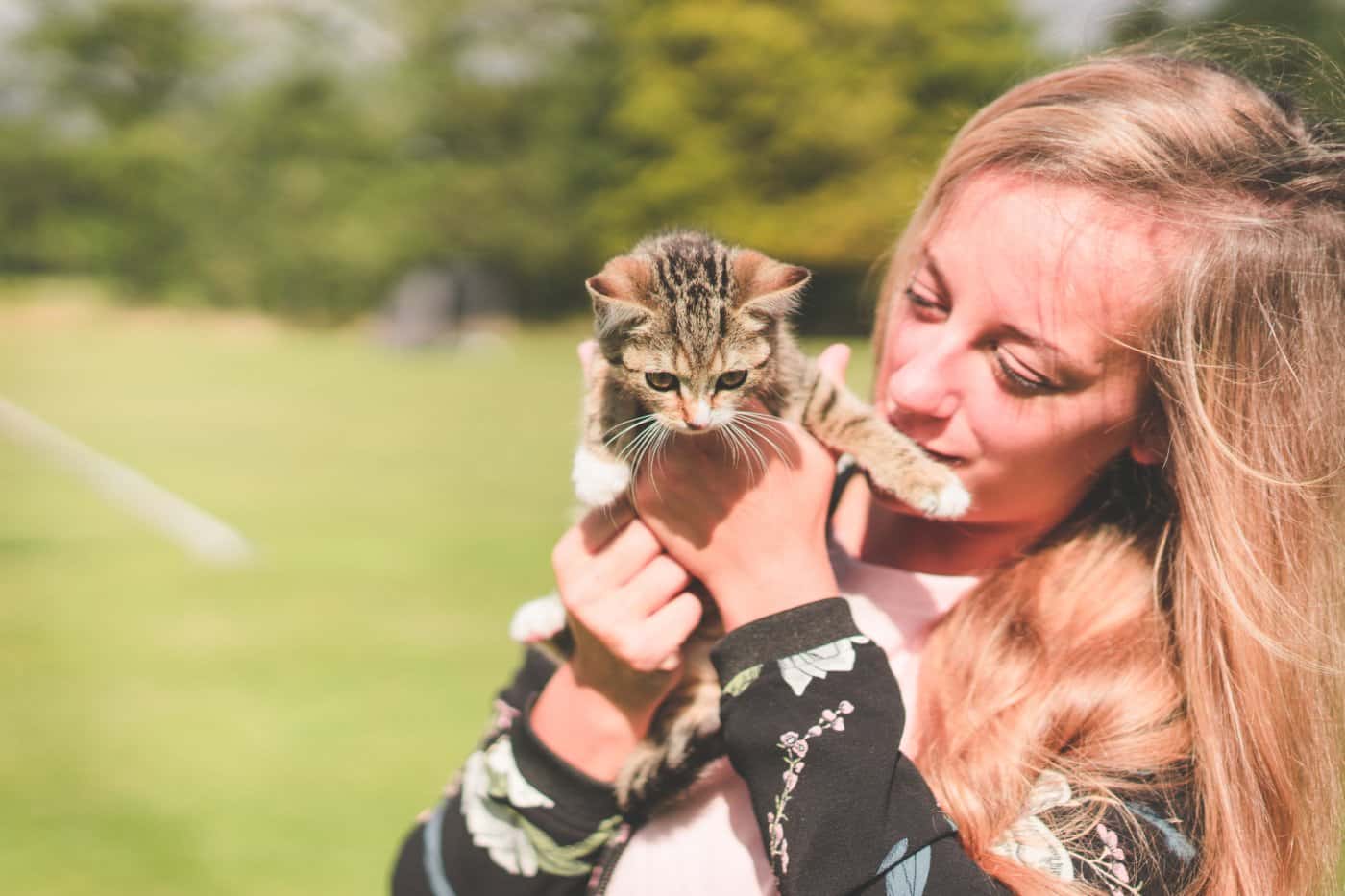 katten vlaanderen