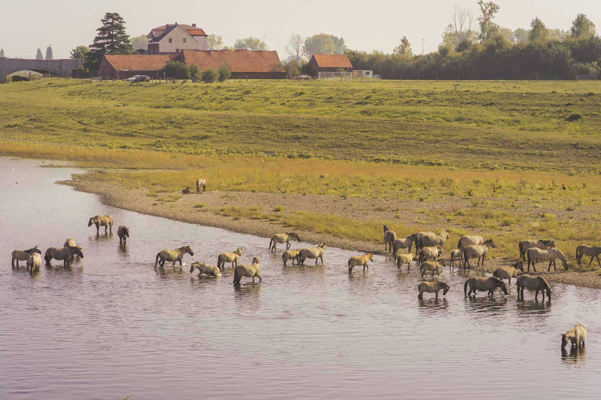 Wilde paarden, Limburgse vetes en knapkoek aan de Maasvallei