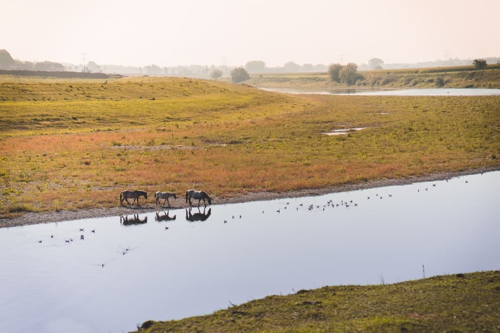 wilde paarden aan de maas