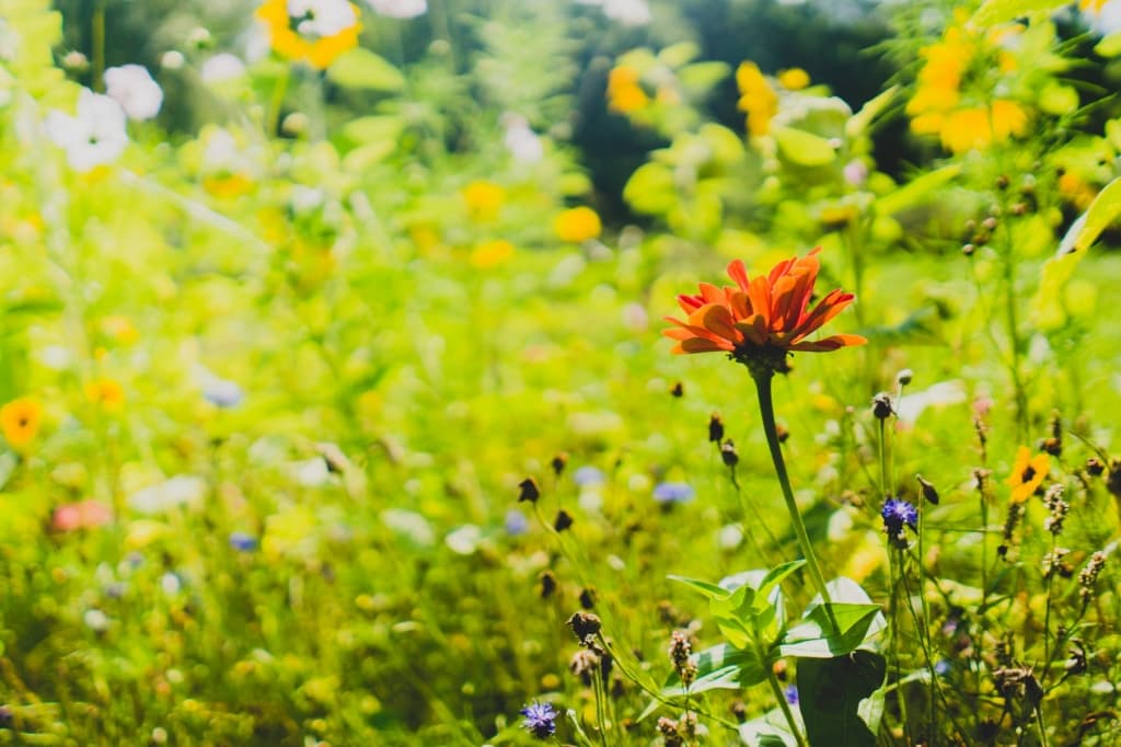 bed and breakfast maaseik