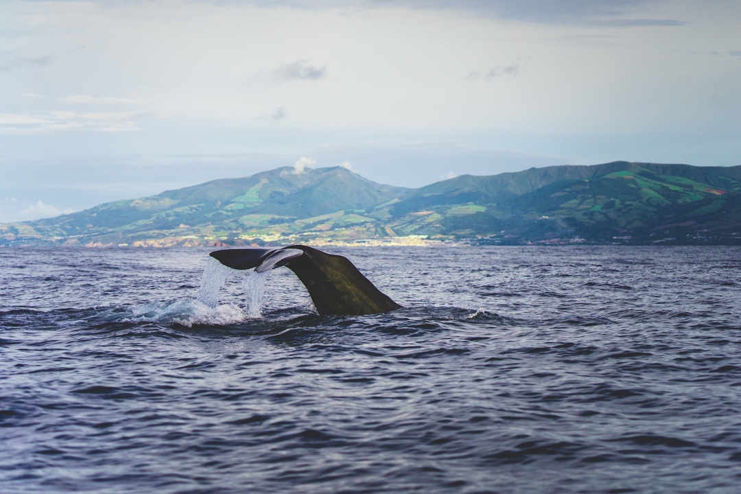 walvis spotten op de azoren