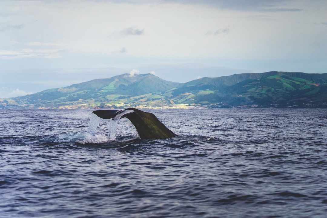 walvis spotten op de azoren