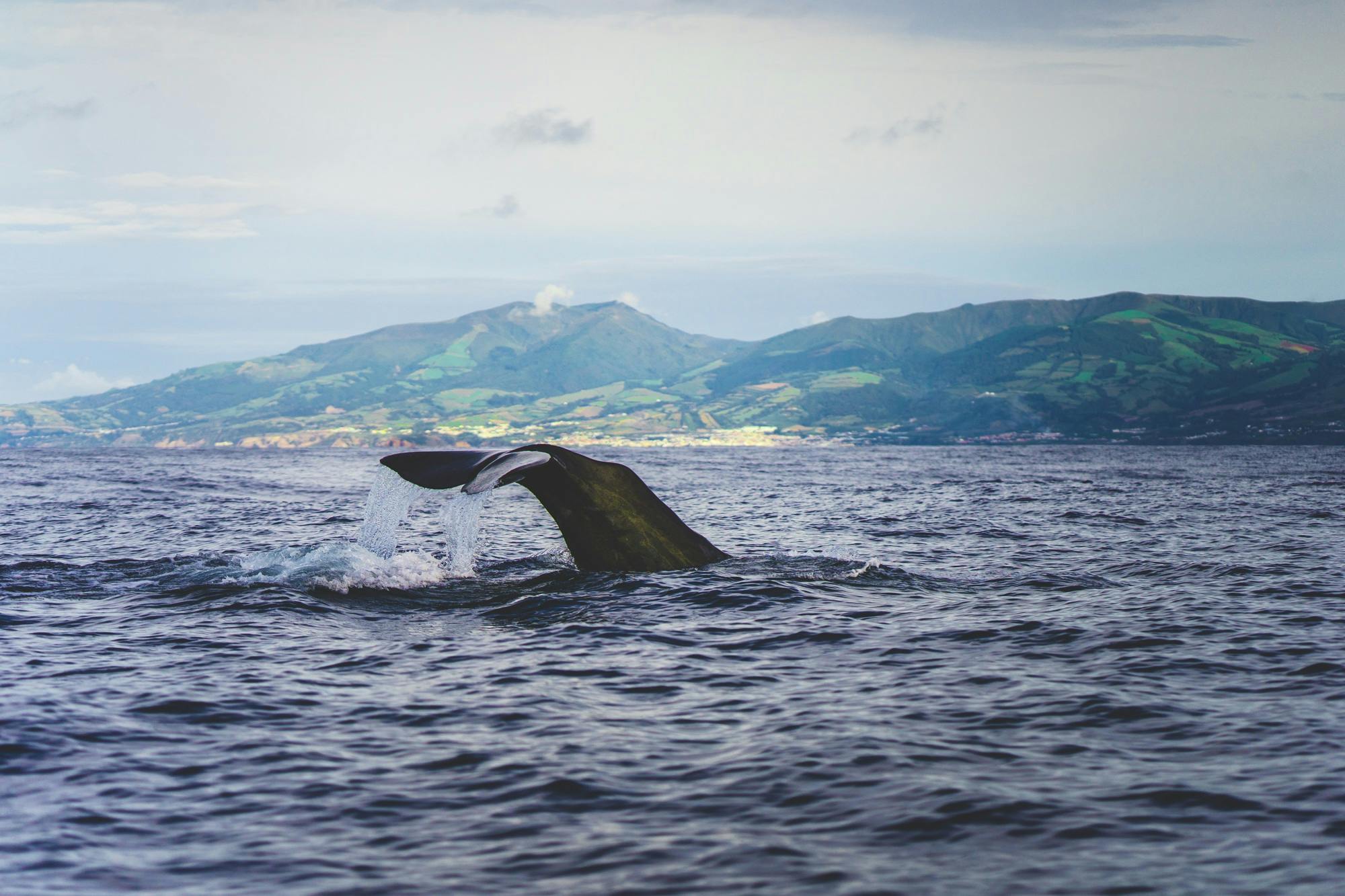 Van walvisjager naar Free Willy op de Azoren