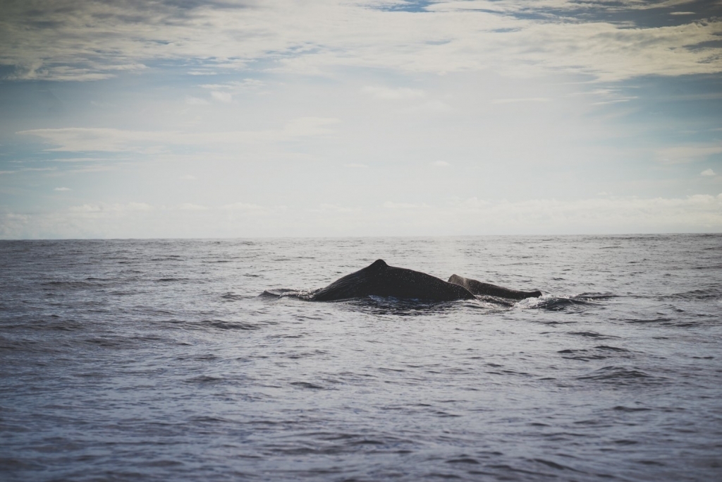walvissen spotten op de azoren