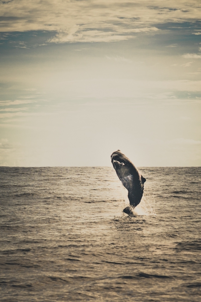 Dolfijnen en walvissen Europa