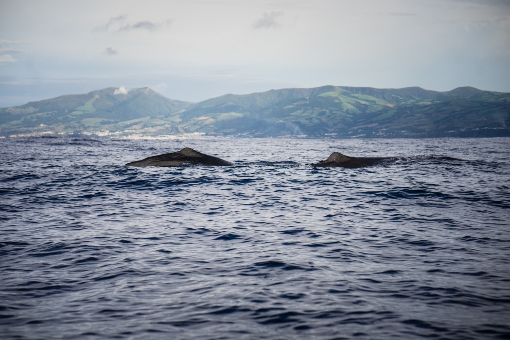 walvissen spotten azoren