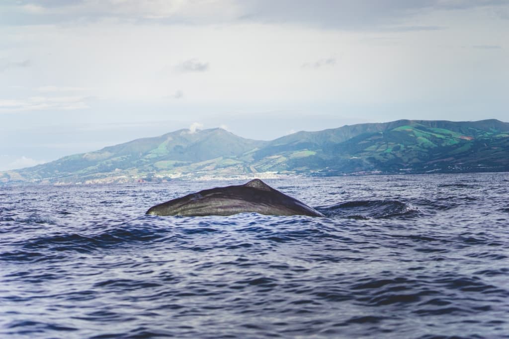 Walvissafari Azoren reistips