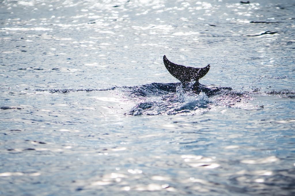 dolfijnen en walvissen kijken
