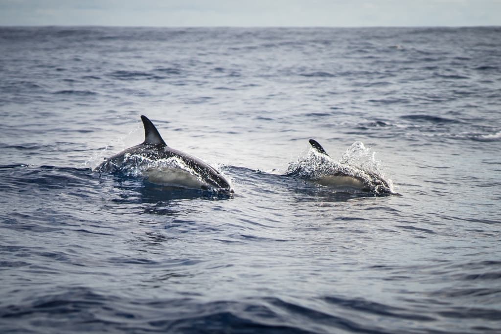 beste plaatsen voor walvissen te spotten