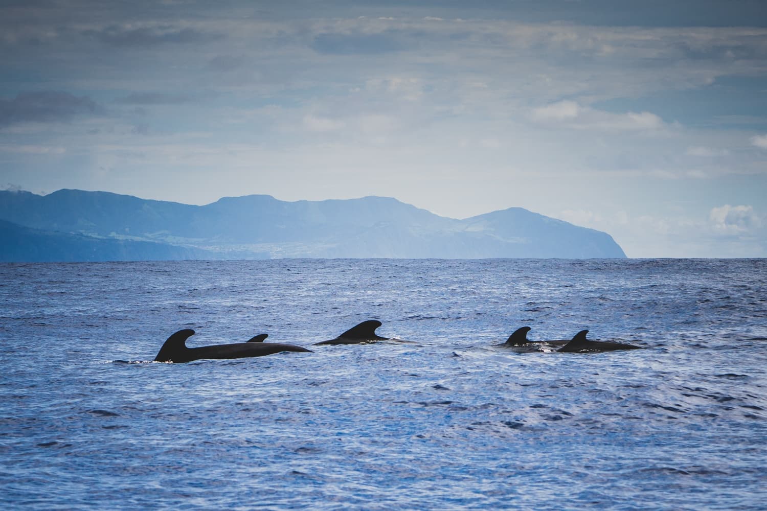 walvissen spotten in Portugal