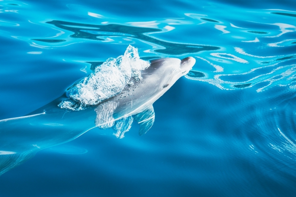 wilde dolfijnen in de azoren