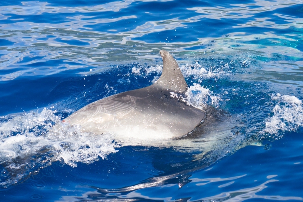 dolfijnen en walvissen van Atlantische Oceaan