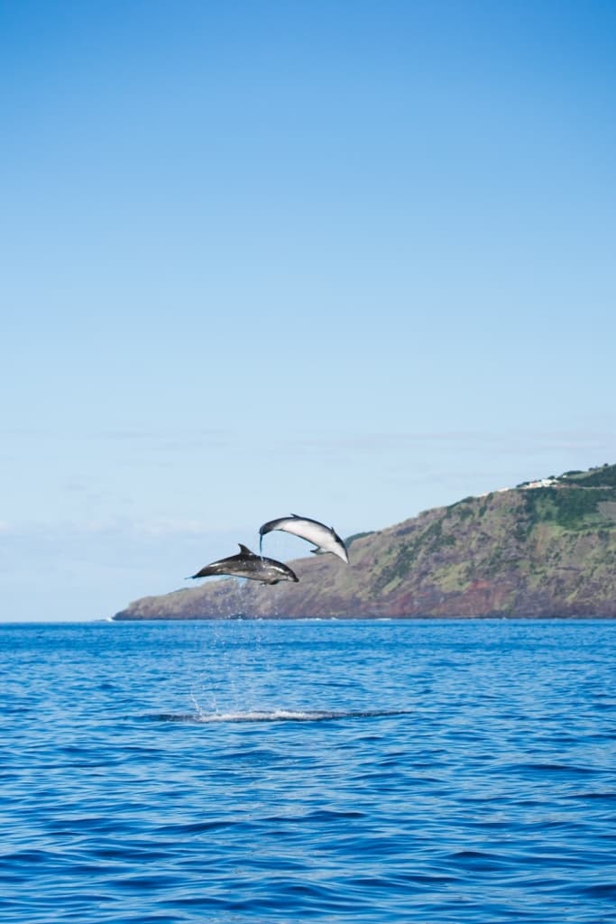 whale watching tours azores