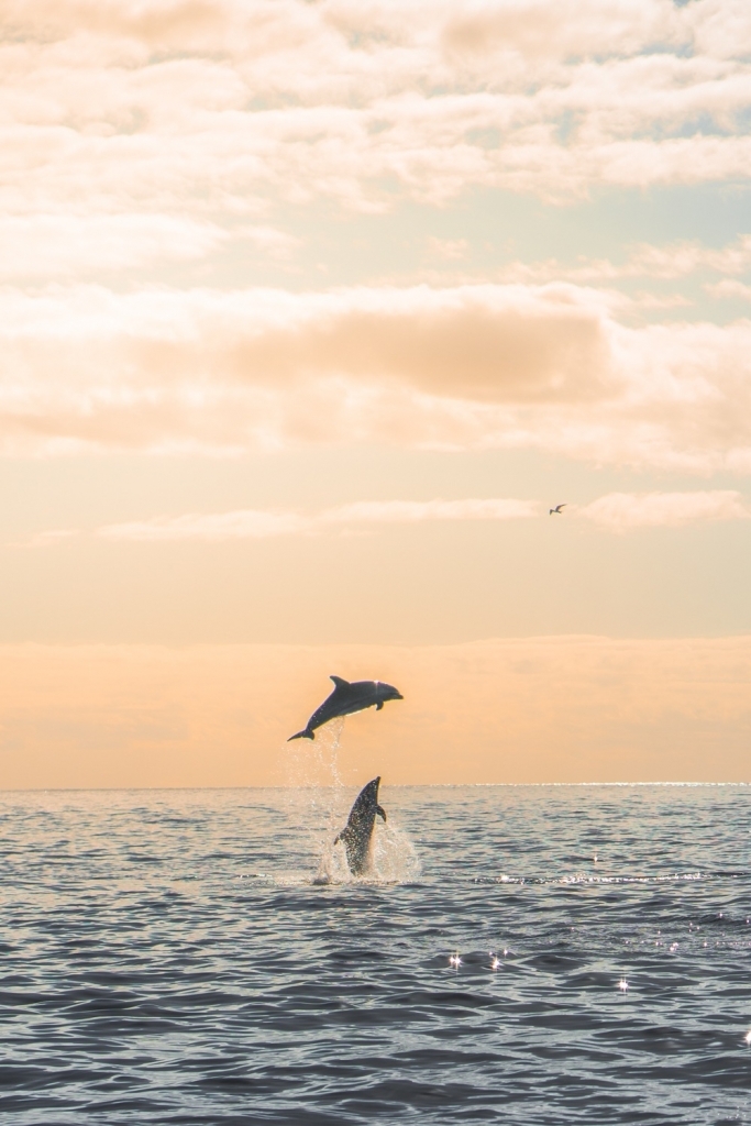 dolfijnen en walvissen in de azoren