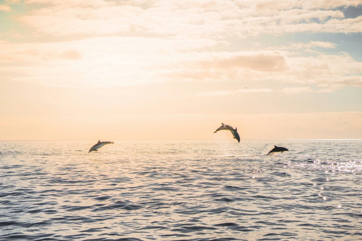 azoren walissen dolfijnen