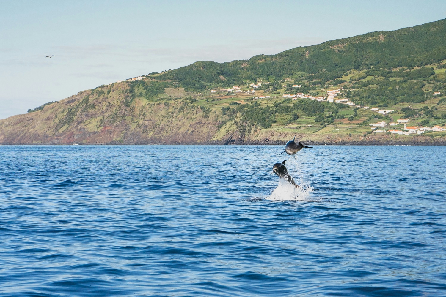 azoren walvissen en dolfijnen