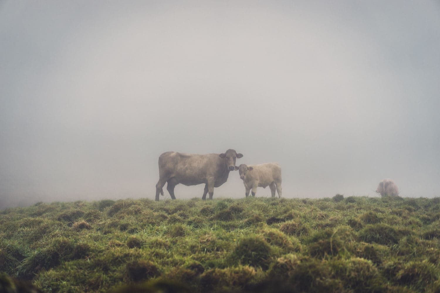 pico of sao miguel azoren eilanden