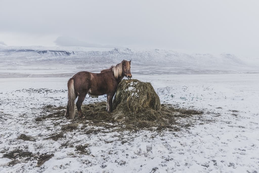 ijsland storytelling