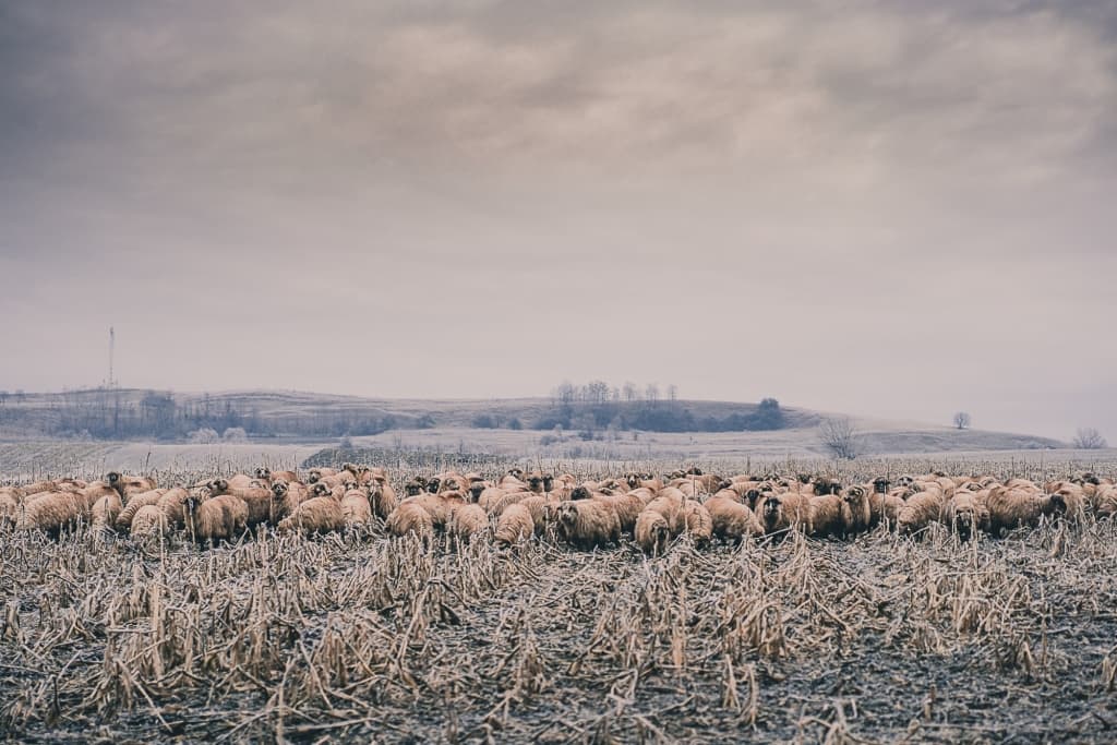 wat doen in roemenie