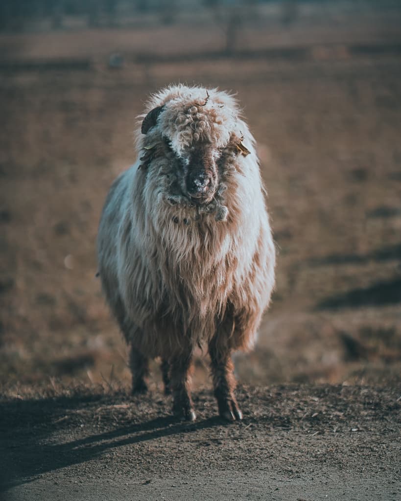 wat doen in roemenie