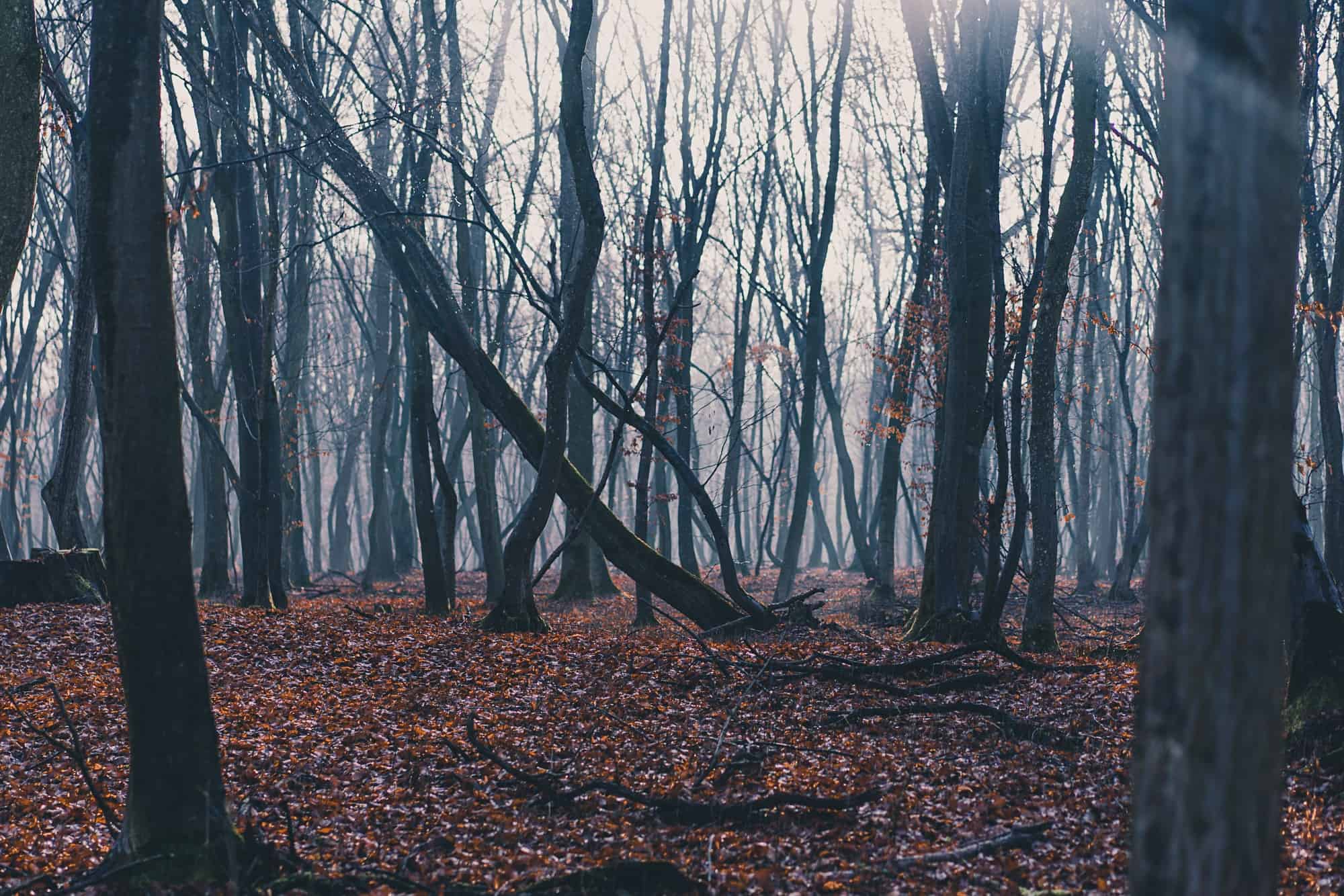 baciu bos in roemenie