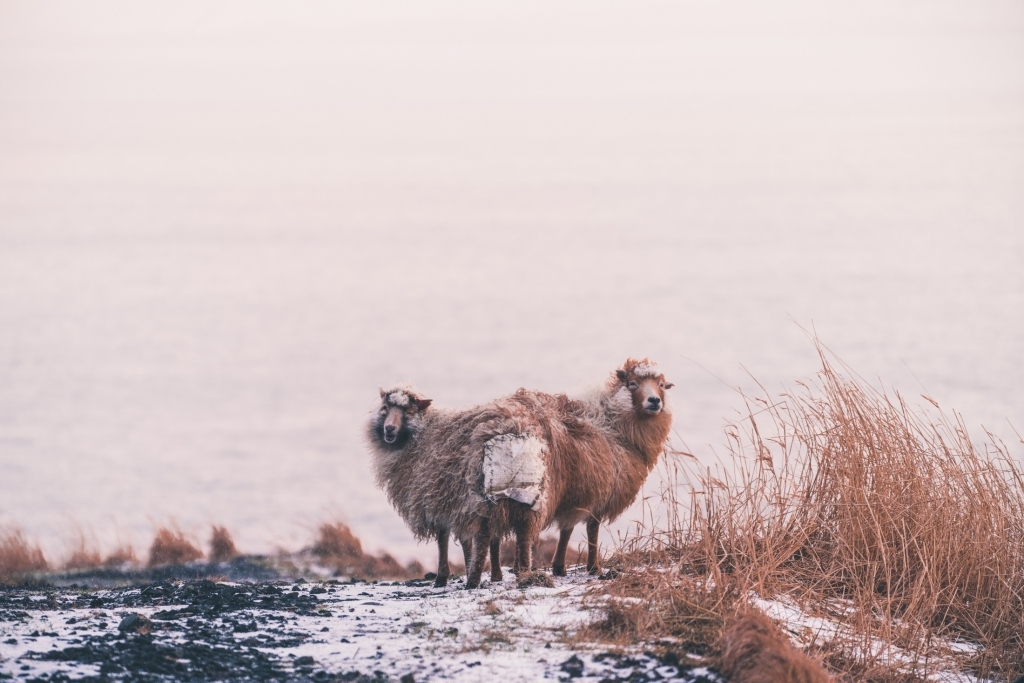 schapen op de Faeroer eilanden