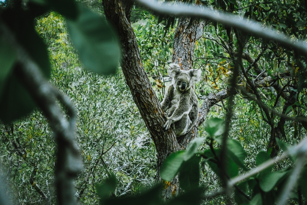 Queensland koala roadtrip jungle