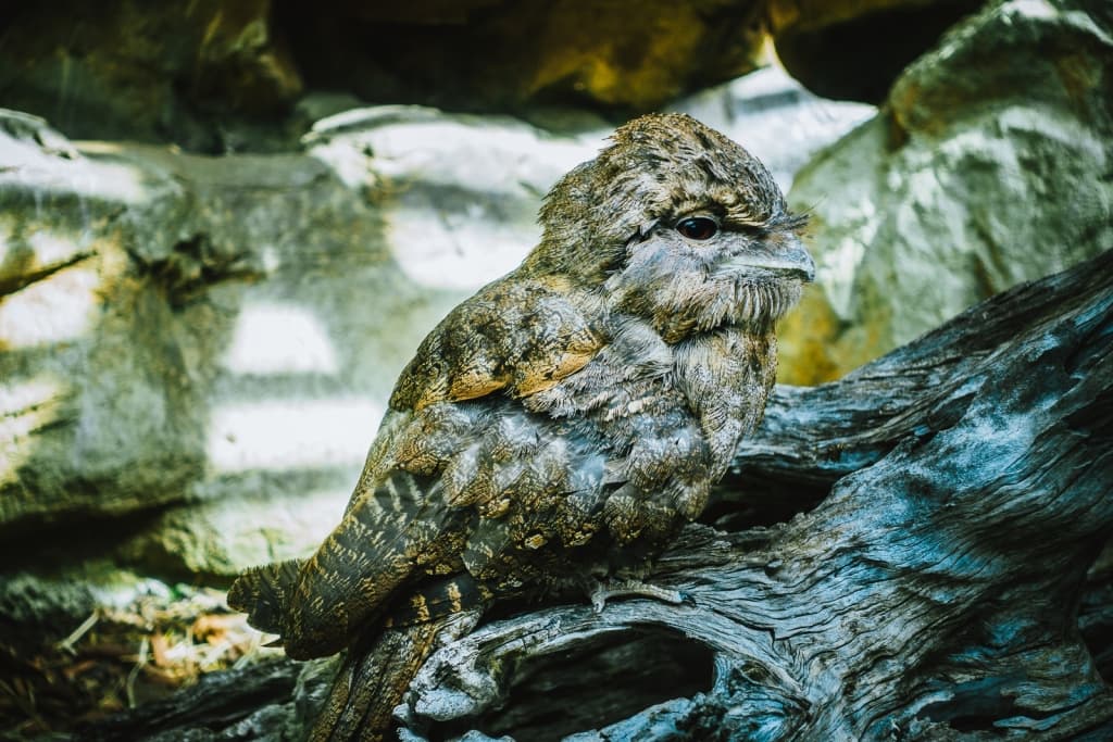 queensland jungle daintree rainforest national park